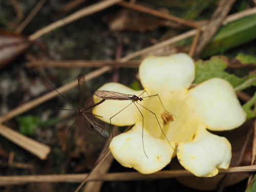 Unknown species found near Orange, Florida, United States