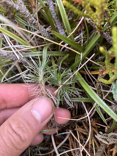 Celmisia laricifolia, photograph 6