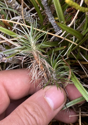 Needle-leaved Mountain Daisy (Celmisia laricifolia)