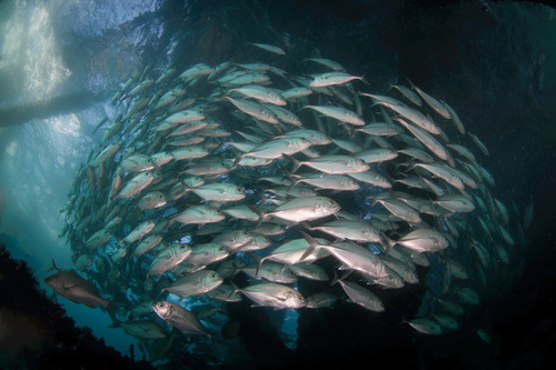 Schooling Trevally