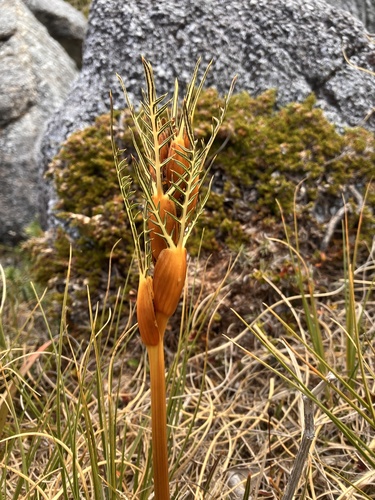 Aciphylla pinnatifida, photograph 4