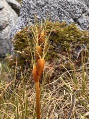 Aciphylla pinnatifida, photograph author not stated, no rights reserved