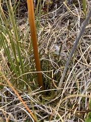 Aciphylla pinnatifida, photograph author not stated, no rights reserved