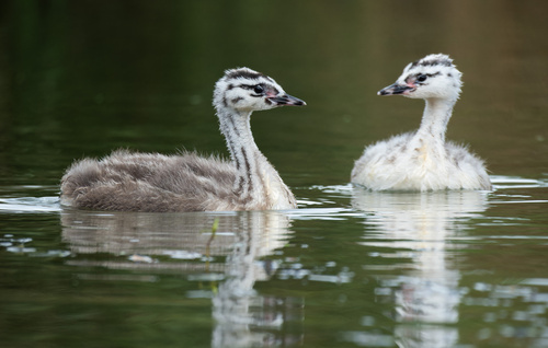 Great Crested Grebe, photo 6 of 8