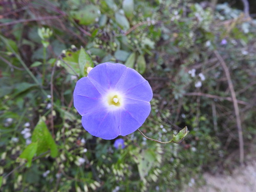Meyer's morning-glory (Ipomoea meyeri)