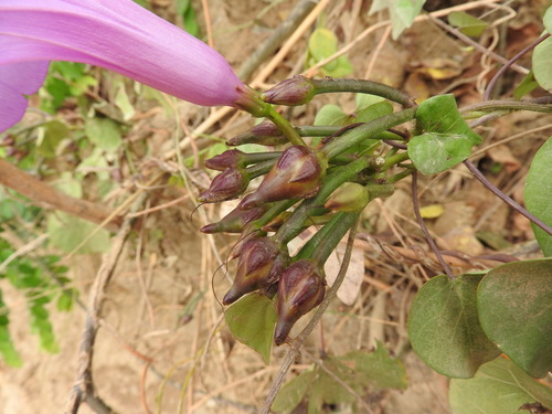 Ipomoea pedicellaris