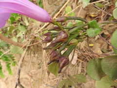 Ipomoea pedicellaris