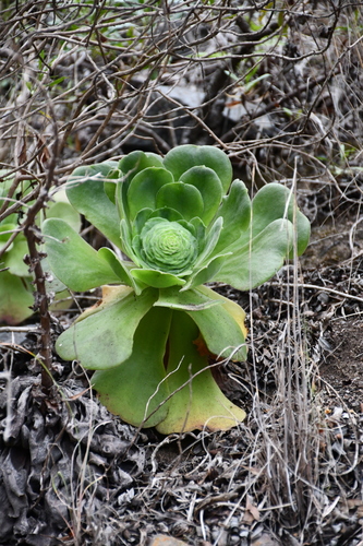Aeonium canariense