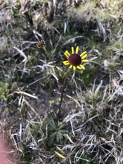 Helenium brevifolium