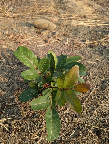 Indian Redwood (Soymida febrifuga)
