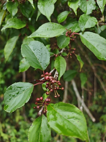 Rhamnus nakaharae observed 2026-03-04