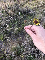 Helenium brevifolium
