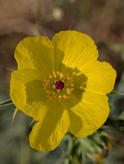Prickly Poppy (Argemone)
