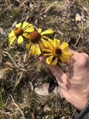 Helenium brevifolium