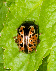 Calligrapha spiraeae