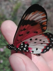 Acraea acara acara