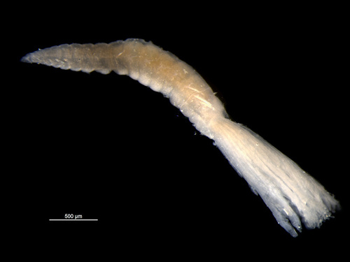 Laonome kroyeri