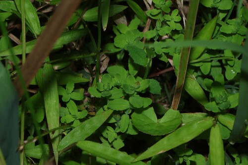 Hypericum japonicum (Hypericum japonicum)