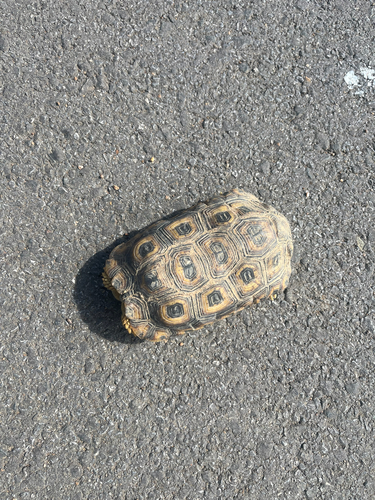 Speke's Hinge-back Tortoise