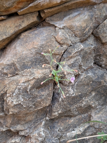 Canscora diffusa (Canscora diffusa)