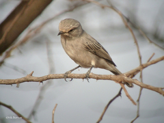 Bradornis microrhynchus