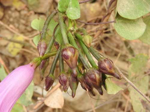 Ipomoea pedicellaris, photograph 5