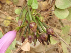 Ipomoea pedicellaris, photograph (c) Alexis López Hernández, some rights reserved (CC BY)
