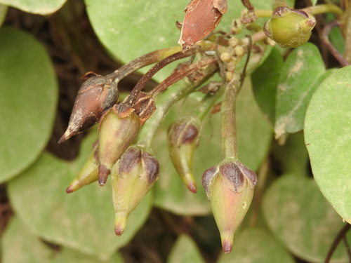 Ipomoea pedicellaris, photograph 3