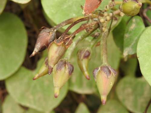 Ipomoea pedicellaris, photograph 1