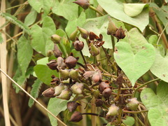 Ipomoea pedicellaris, photograph (c) Alexis López Hernández, some rights reserved (CC BY)