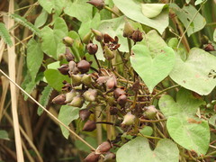 Ipomoea pedicellaris, photograph (c) Alexis López Hernández, some rights reserved (CC BY)