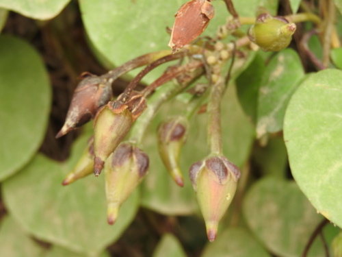 Ipomoea pedicellaris, photograph 4