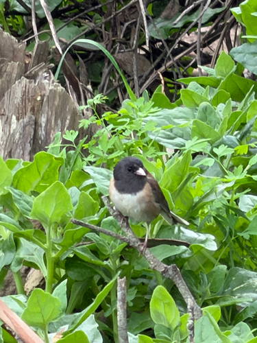 Dark-eyed Junco