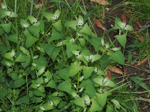 Chenopodium trigonon, photograph 6