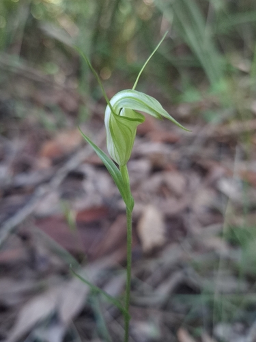 Pterostylis obtusa