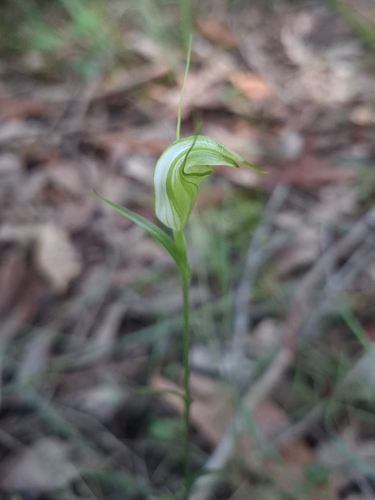 Pterostylis obtusa, photograph 2