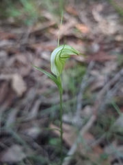 Pterostylis obtusa, photograph (c) Roman Soroka, some rights reserved (CC BY)