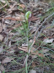 Pterostylis obtusa, photograph (c) Roman Soroka, some rights reserved (CC BY)