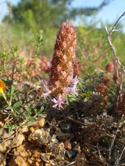 Coris monspeliensis