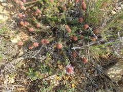 Coris monspeliensis