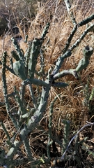 Cylindropuntia thurberi
