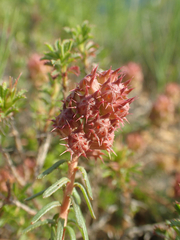 Coris monspeliensis