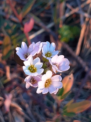 roadside false madwort (Berteroa mutabilis)