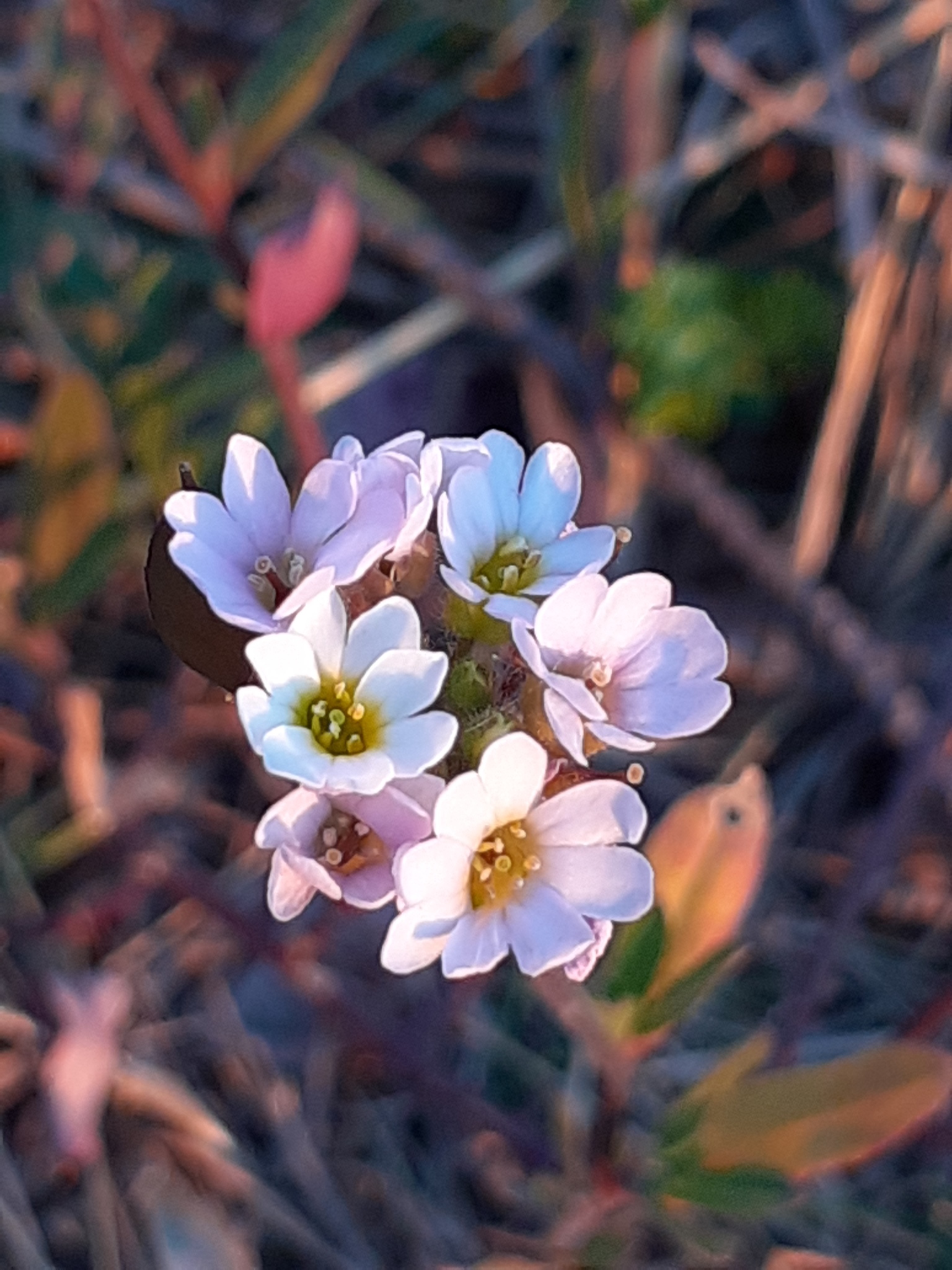 Berteroa mutabilis