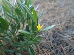 Cneorum tricoccon