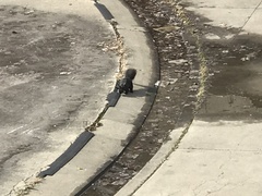 Sciurus carolinensis