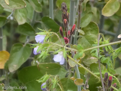 Pholistoma auritum arizonicum