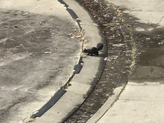 Sciurus carolinensis