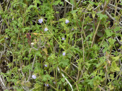 Pholistoma auritum arizonicum