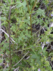Pholistoma auritum arizonicum